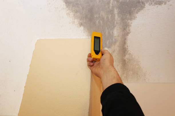 Best Mold Documentation for Insurance Claims  in Barbourmeade, KY