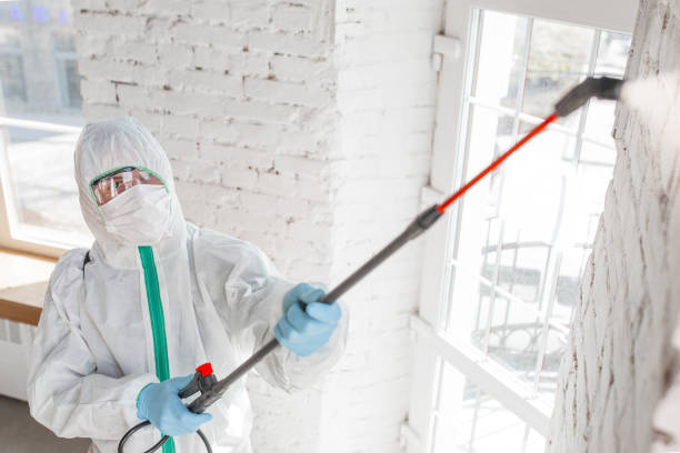 Best Basement Mold Removal  in Barbourmeade, KY