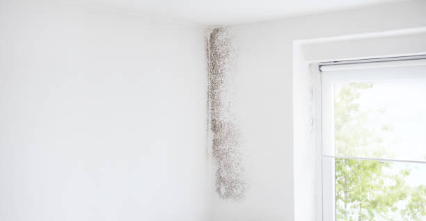 Forensic Mold Investigation in Barbourmeade, KY