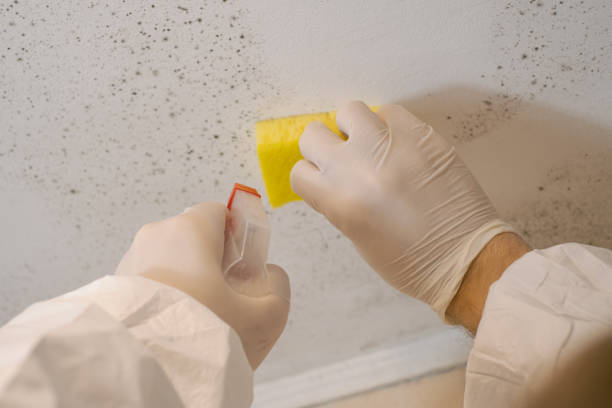 Best Mold Prevention Services  in Barbourmeade, KY