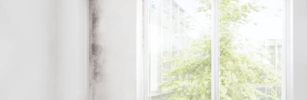 Best Biohazard Mold Removal  in Barbourmeade, KY