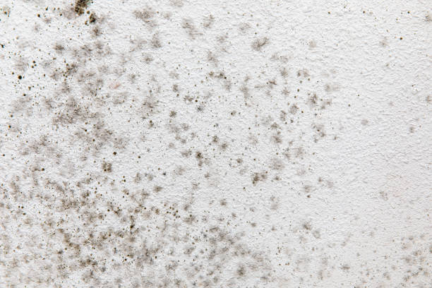 Best Mold Odor Removal Services  in Barbourmeade, KY