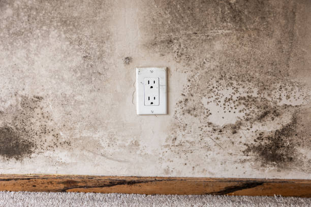 Best Mold Remediation for Healthcare Facilities  in Barbourmeade, KY