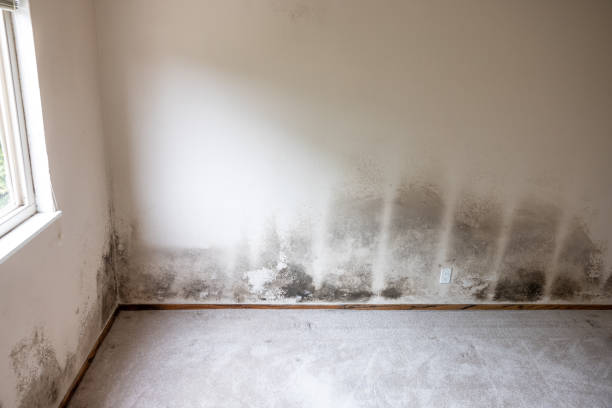 Best Asbestos and Lead Testing During Mold Inspection  in Barbourmeade, KY